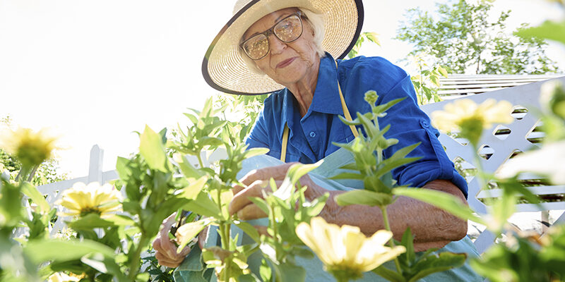 senior lady gardening senior lady gardening